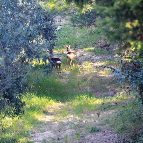 Il Bosco di Ortaglia – Scopri le impronte degli animali del bosco.